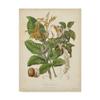 Trademark Fine Art Botanicals Vi by Elizabeth Twining, 35x47-Inch view 1