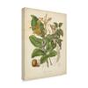 Trademark Fine Art Botanicals Vi by Elizabeth Twining, 35x47-Inch view 2