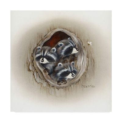 Trademark Fine Art Raccoons in Hole by Peggy Harris, 18x18-Inch