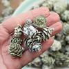 Factory Direct Craft Miniature Green Frosted Birch Cones Home Decor | 8 Ounces view 2