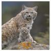 Global Gallery Bobcat Mother and Kitten, North America-Paper Art-32"x42" view 1