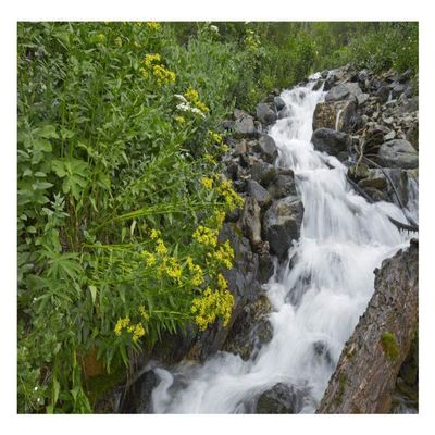 Global Gallery Creek Near Silverton, Colorado-Paper Art-26"x20"