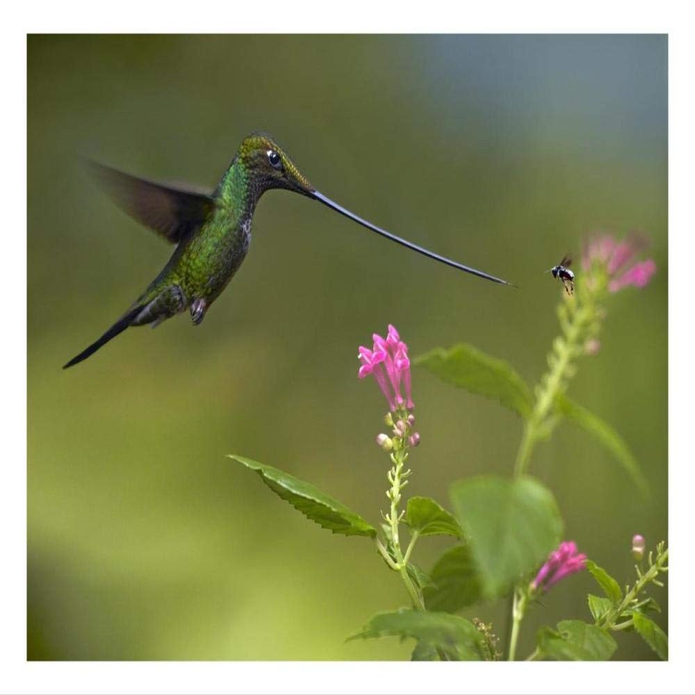 Global Gallery Sword-Billed Hummingbird and Insect, Ecuador-Paper Art-26"x20"