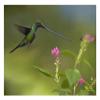 Global Gallery Sword-Billed Hummingbird and Insect, Ecuador-Paper Art-26"x20" view 1