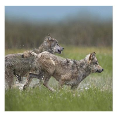 Global Gallery Gray Wolf Pair Running Through Water, North America-Paper Art-26"x20"