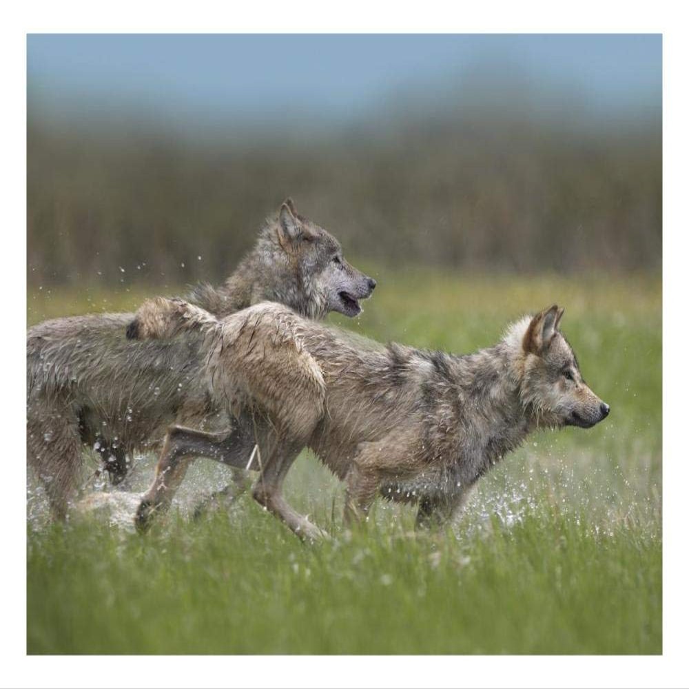 Global Gallery Gray Wolf Pair Running Through Water, North America-Paper Art-26"x20"
