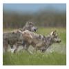 Global Gallery Gray Wolf Pair Running Through Water, North America-Paper Art-26"x20" view 1