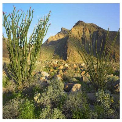 Global Gallery Ocotillo Borrego Palm Canyon, Anza-Borrego Desert State Park, California-Paper Art-50"x38"