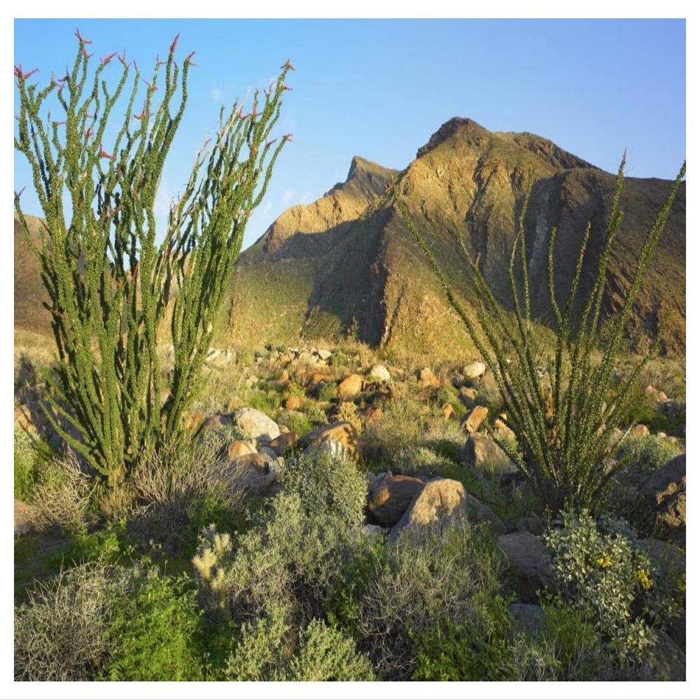 Global Gallery Ocotillo Borrego Palm Canyon, Anza-Borrego Desert State Park, California-Paper Art-50"x38"