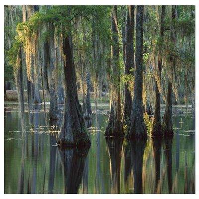 Global Gallery Bald Cypress Swamp, Sam Houston Jones State Park, Louisiana-Paper Art-50"x38"