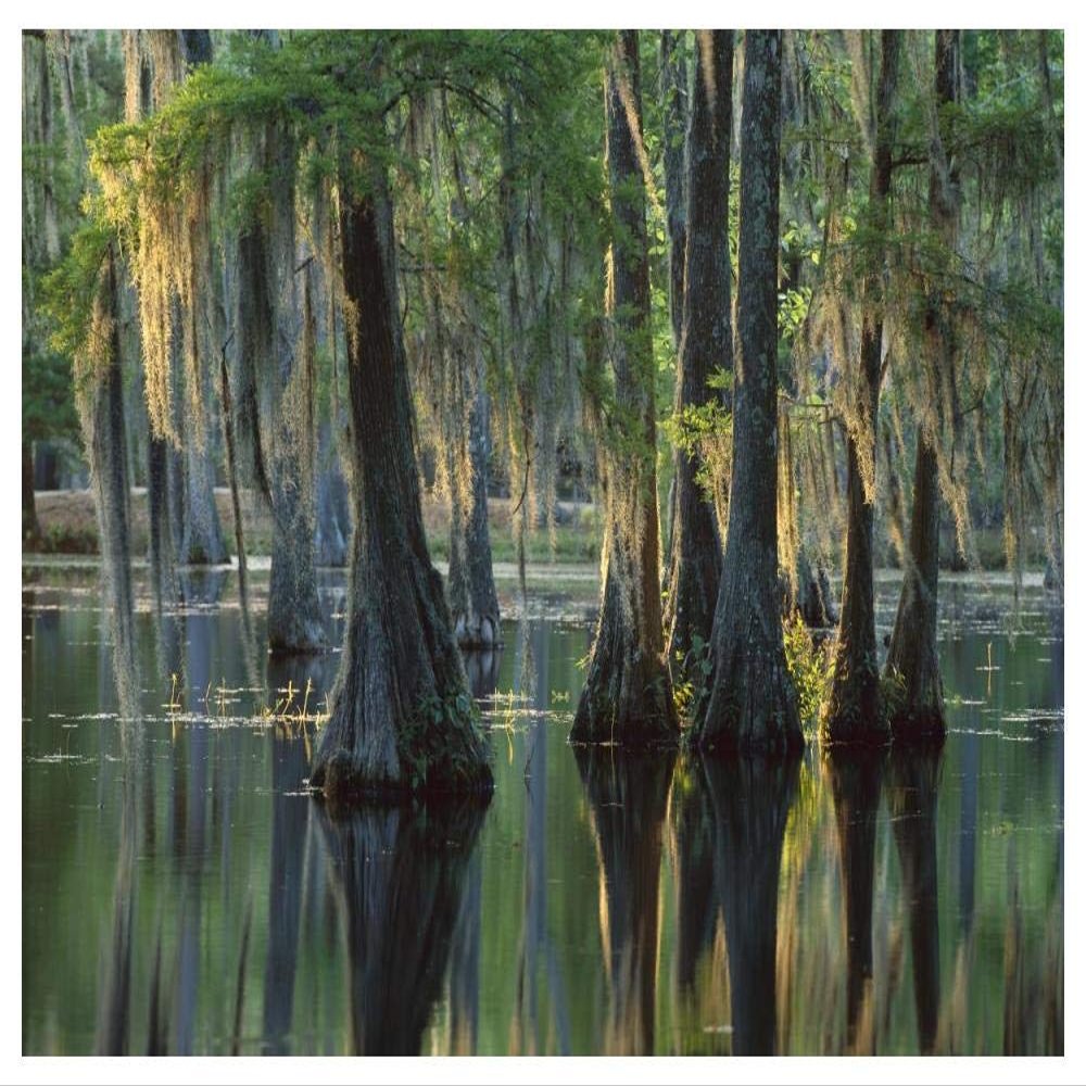 Global Gallery Bald Cypress Swamp, Sam Houston Jones State Park, Louisiana-Paper Art-50"x38"