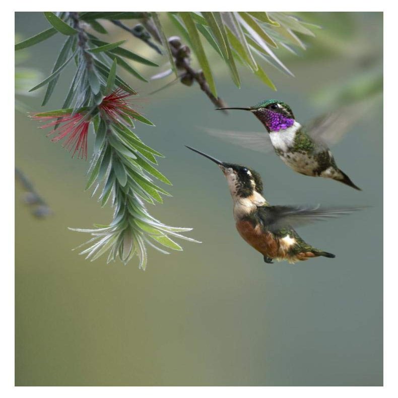 Global Gallery White-Bellied Woodstar Hummingbird Male and Female Feeding on Flower, Costa Rica-Paper Art-14"x18"