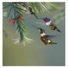 Global Gallery White-Bellied Woodstar Hummingbird Male and Female Feeding on Flower, Costa Rica-Paper Art-14"x18" view 1