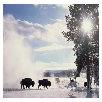Global Gallery American Bison in Winter, Yellowstone National Park, Wyoming-Paper Art-18"x14"