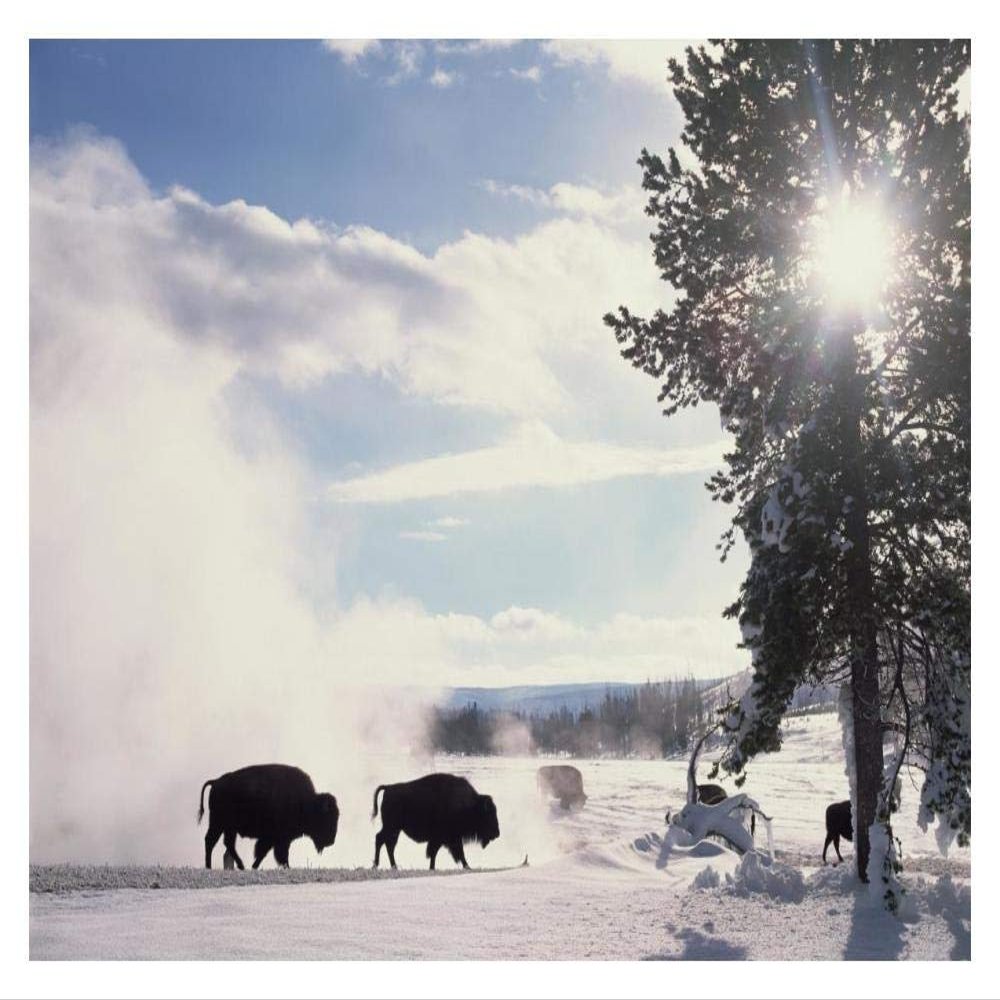 Global Gallery American Bison in Winter, Yellowstone National Park, Wyoming-Paper Art-18"x14"