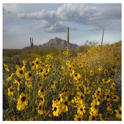 Global Gallery Saguaro Cacti and Brittlebush at Picacho Peak State Park, Arizona-Paper Art-50"x38"