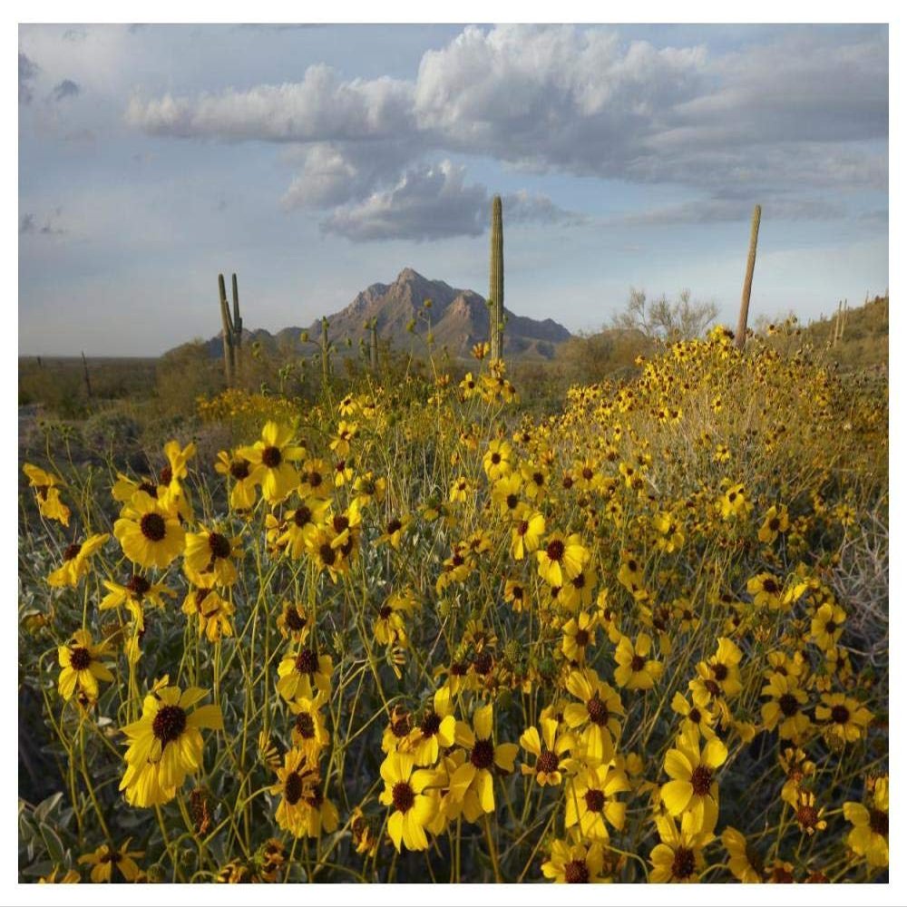 Global Gallery Saguaro Cacti and Brittlebush at Picacho Peak State Park, Arizona-Paper Art-50"x38"