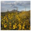 Global Gallery Saguaro Cacti and Brittlebush at Picacho Peak State Park, Arizona-Paper Art-50"x38" view 1