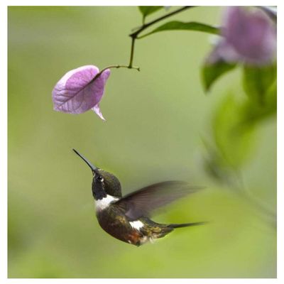 Global Gallery Purple-Throated Woodstar Hummingbird Hovering Near Bougainveillea Flower, Ecuador-Paper Art-38"x50"