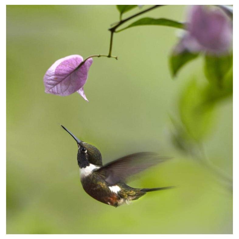 Global Gallery Purple-Throated Woodstar Hummingbird Hovering Near Bougainveillea Flower, Ecuador-Paper Art-38"x50"