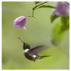 Global Gallery Purple-Throated Woodstar Hummingbird Hovering Near Bougainveillea Flower, Ecuador-Paper Art-38"x50" view 1