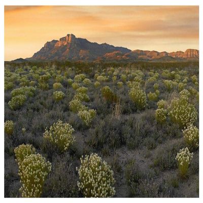 Global Gallery Pepperweed Meadow Beneath El Capitan, Guadalupe Mountains National Park, Texas-Paper Art-50"x38"
