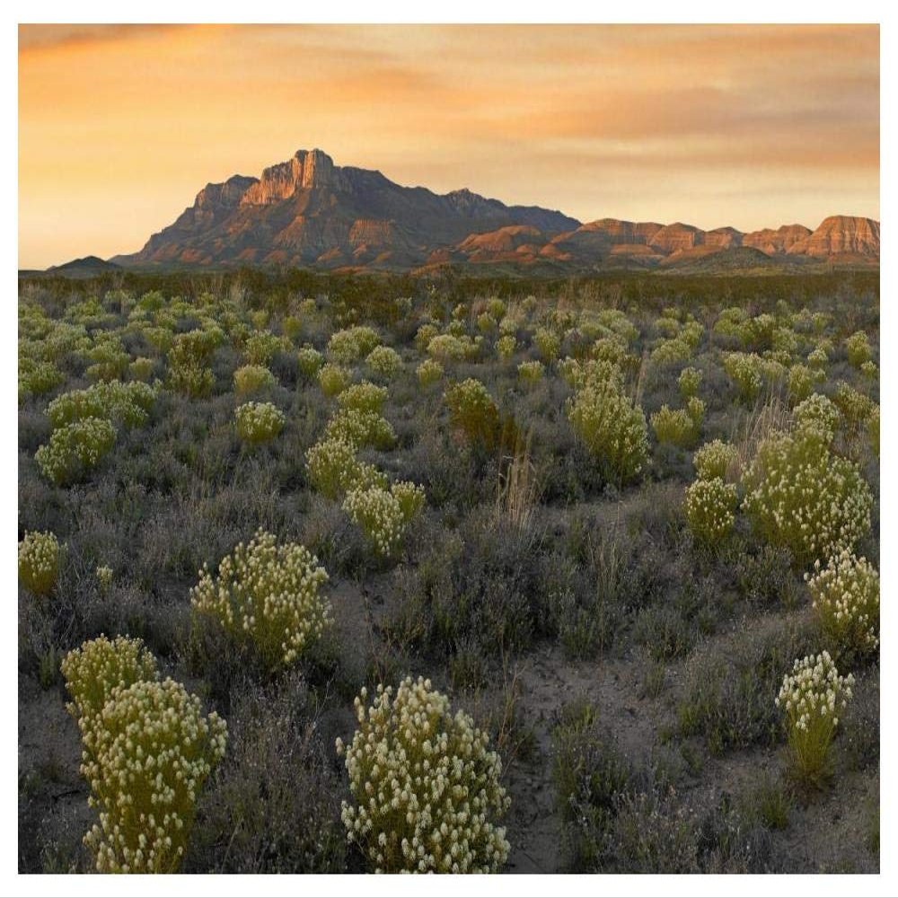 Global Gallery Pepperweed Meadow Beneath El Capitan, Guadalupe Mountains National Park, Texas-Paper Art-50"x38"