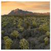 Global Gallery Pepperweed Meadow Beneath El Capitan, Guadalupe Mountains National Park, Texas-Paper Art-50"x38" view 1