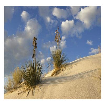 Soaptree Yucca pair growing in gypsum sand, White Sands National Monument, New Mexico-Paper Art-26"x18"