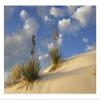 Soaptree Yucca pair growing in gypsum sand, White Sands National Monument, New Mexico-Paper Art-26"x18" view 1