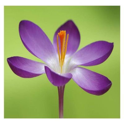 Global Gallery Dutch Crocus Flower, Hoogeloon, Netherlands-Paper Art-32"x22"