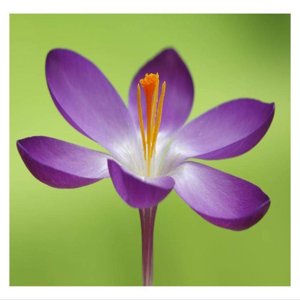 Global Gallery Dutch Crocus Flower, Hoogeloon, Netherlands-Paper Art-32"x22"