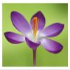 Global Gallery Dutch Crocus Flower, Hoogeloon, Netherlands-Paper Art-32"x22" view 1