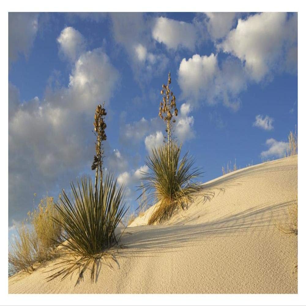Global Gallery Soaptree Yucca Pair Growing in Gypsum Sand, White Sands National Monument, New Mexico-Paper Art-38"x26"