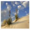 Global Gallery Soaptree Yucca Pair Growing in Gypsum Sand, White Sands National Monument, New Mexico-Paper Art-38"x26" view 1