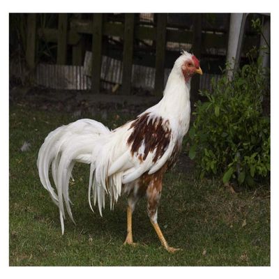 Global Gallery Domestic Chicken, Red Saddled Yokohama Cock-Paper Art-32"x22"