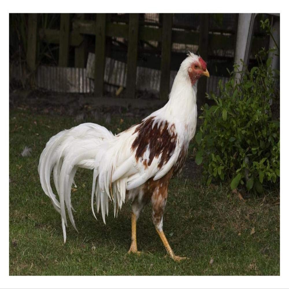 Global Gallery Domestic Chicken, Red Saddled Yokohama Cock-Paper Art-32"x22"