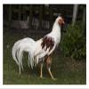 Global Gallery Domestic Chicken, Red Saddled Yokohama Cock-Paper Art-32"x22" view 1