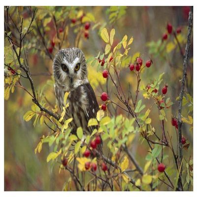 Global Gallery Northern Saw-whet Owl Perching in a Wild Rose Bush, British Columbia, Canada-Paper Art-50"x34"