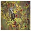 Global Gallery Northern Saw-whet Owl Perching in a Wild Rose Bush, British Columbia, Canada-Paper Art-50"x34" view 1