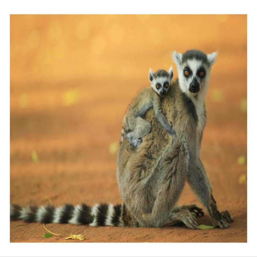 Global Gallery Ring-Tailed Lemur Mother with Baby clinging to her Back, Vulnerable, Berenty Private Reserve, Madagascar-Paper Art-26"x18"