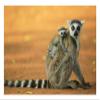 Global Gallery Ring-Tailed Lemur Mother with Baby clinging to her Back, Vulnerable, Berenty Private Reserve, Madagascar-Paper Art-26"x18" view 1