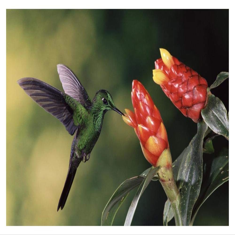 Global Gallery Green-Crowned Brilliant Hummingbird, Feeding and Pollinating Spiral Flag Ginger Flowers, Monteverde Cloud Forest Reserve, Costa Rica-Paper Art-20"x14"