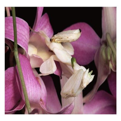 Global Gallery Orchid Mantis and Orchid Flower, Malaysia-Paper Art-26"x18"