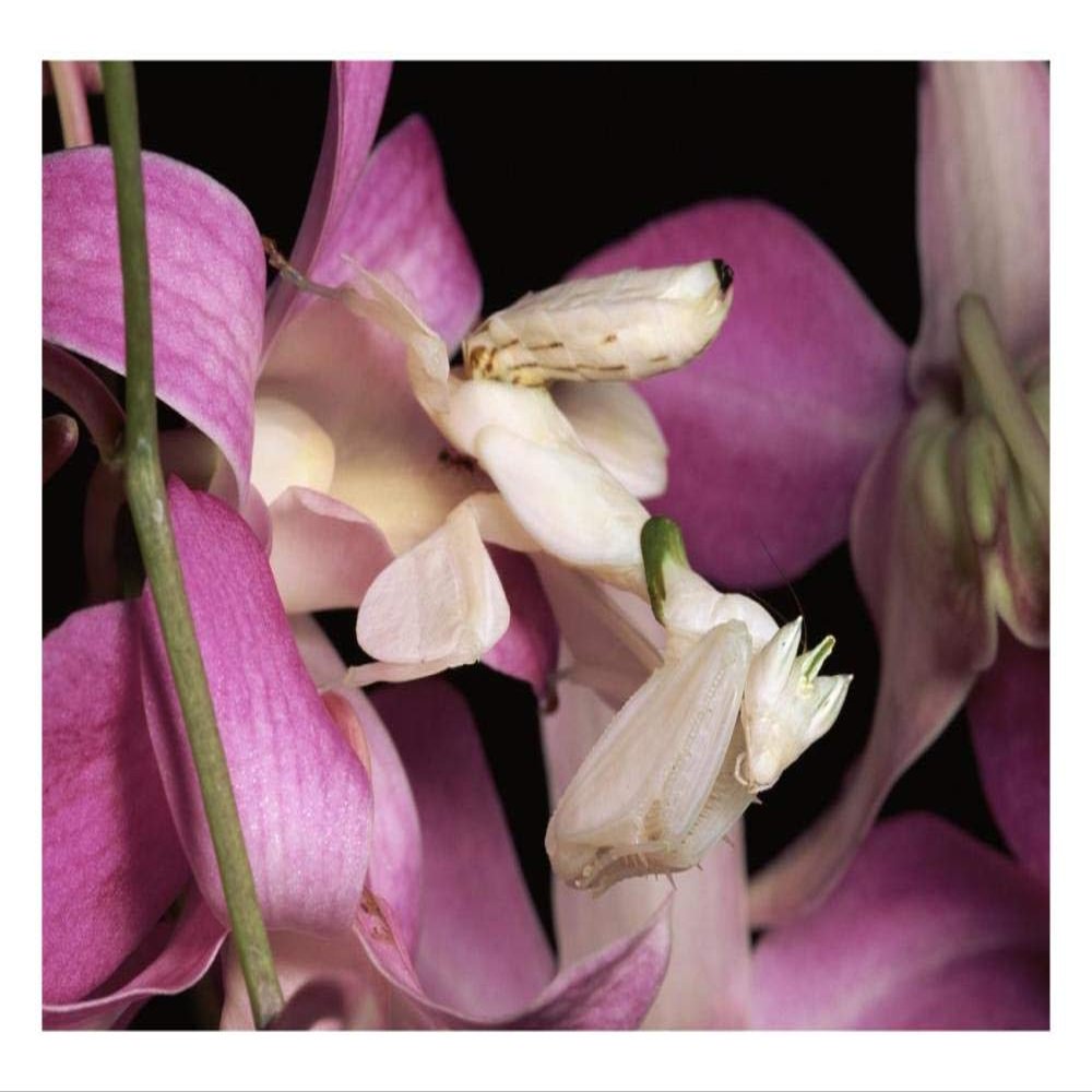 Global Gallery Orchid Mantis and Orchid Flower, Malaysia-Paper Art-26"x18"