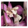 Global Gallery Orchid Mantis and Orchid Flower, Malaysia-Paper Art-26"x18" view 1