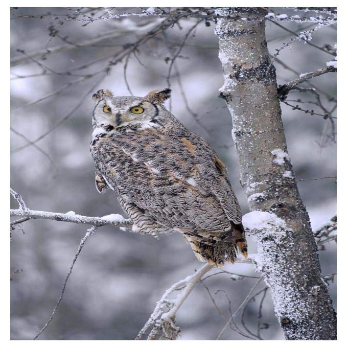 Global Gallery Great Horned Owl Perched in Tree Dusted with Snow, British Columbia, Canada-Paper Art-34"x50"