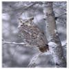 Global Gallery Great Horned Owl Perched in Tree Dusted with Snow, British Columbia, Canada-Paper Art-34"x50" view 1