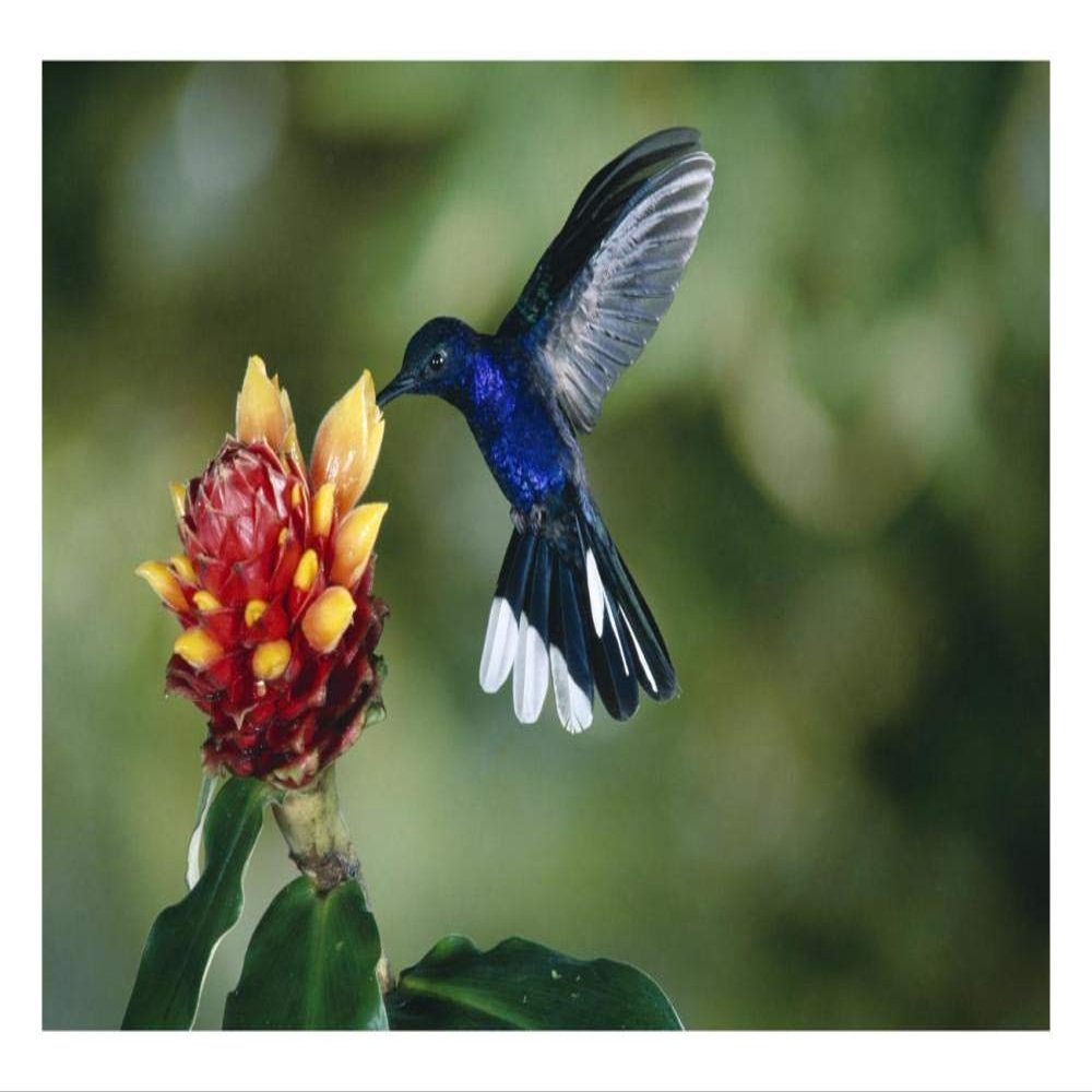 Global Gallery Violet Sabre-Wing Hummingbird, Feeding on and Pollinating Spiral Flag Ginger Flowers, Cloud Forest, Costa Rica-Paper Art-26"x18"