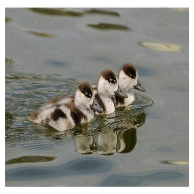 Common Shelduck Three Ducklings, Swimming Together, Slimbridge, Gloucestershire, England-Paper Art-20"x14"